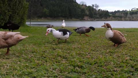 Duck Beauty of lake