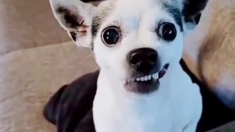 Funny video dogs