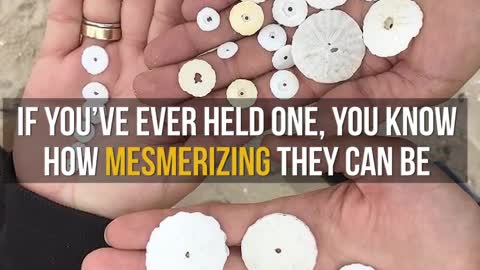 Woman Makes Stunning Realization After Finding Sand Dollar