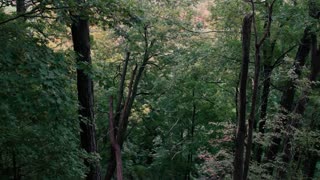 Get Away From the Chaos with NATURE Sounds in This Beautiful Forest