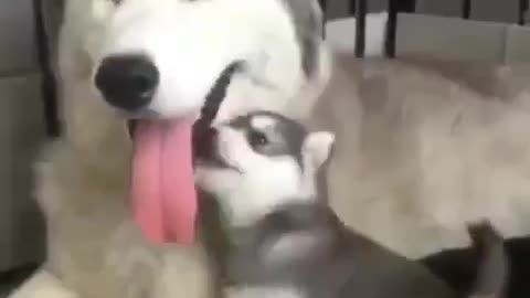Husky dog ​​with his little son at nap time, very cute