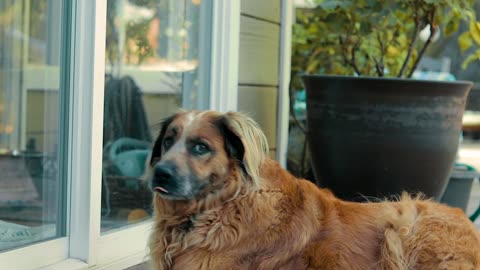 The dog are saw his won face in miror (new dog videos)