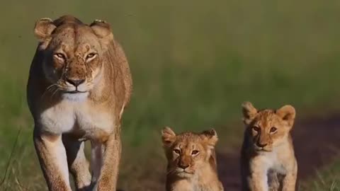 King of Jungle | Amazing wild life