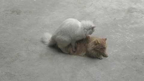 Parsion cat mating