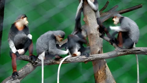 The Fascinating World of Monkey Grooming: Searching for Fleas!