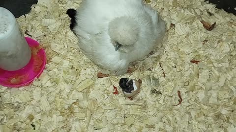Silkie Egg Thief Becomes Mama.