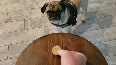 Pugsley Reaching for that Cookie!