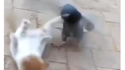 #Pigeon and Cat funny fight#funny#funnyanimal#LaughingWithAnimals