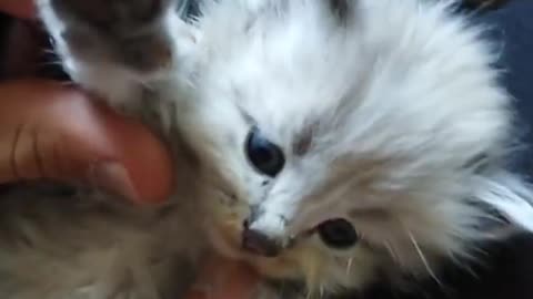 Cute cat video, child cat