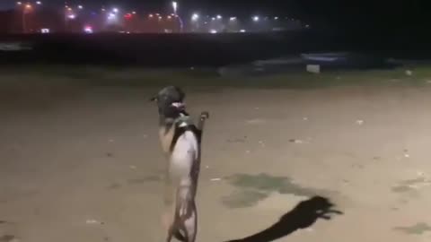Funny dog dancing 😆😂😂