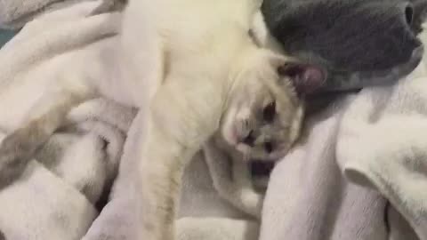 Mila as a kitten
