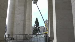 El árbol de Navidad del Vaticano ya adorna la Plaza de San Pedro