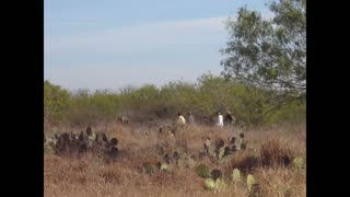 Hands-on Deer Research South Texas Style