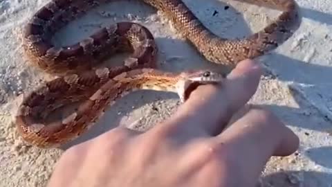 La MEJOR serpiente como mascota