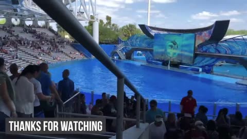 Seaworld Killer Whale Show Goes Wrong