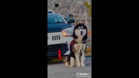 Funny dog clip , dog animals video dog cut