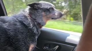 Dog Biting at Oncoming Traffic