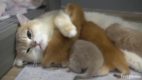 Mom cat hug tightly baby kitten , she loves her sweet baby pies so much