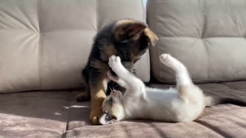 German Shepherd Puppy and Kitten Playing [TRY NOT TO LAUGH]