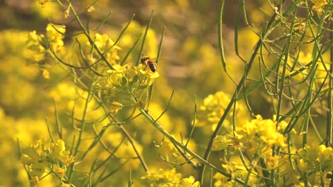 Bee on a flower.