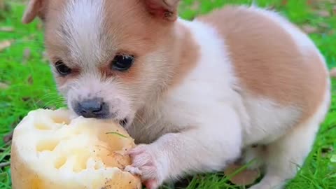 puppy eating stone fruit
