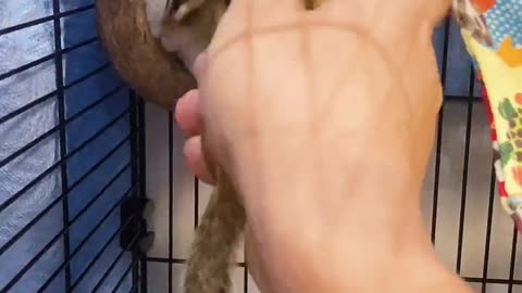 This squirrel video is so cute, you'll want to watch it again and again!