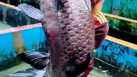 very big black carp fish