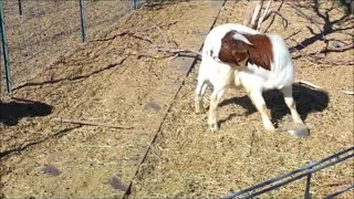 Goats Playing