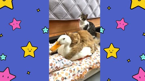 Cats Treat Ducks As Female Cats Cute And Funny.