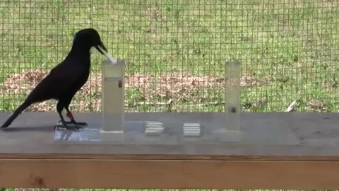 Are Crows the Ultimate Problem Solvers? | Inside the Animal Mind