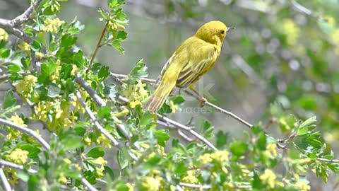 A bird dances and sings