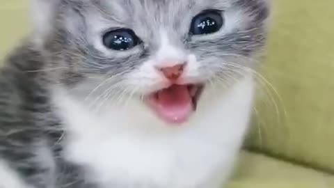 So cute 🥰🥰 baby cat