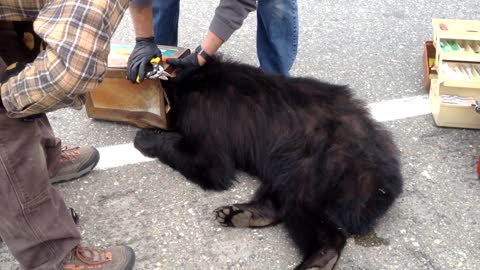 Bear with Head Stuck in Can is Rescued by Fish and Game Biologists