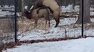 Elks Playing