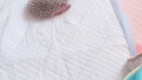 Hedgehog mom carrying it baby