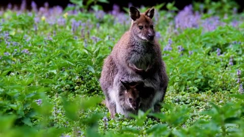 Wild Animals and their Sounds