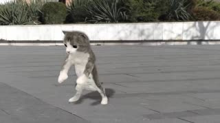Dancing the cats