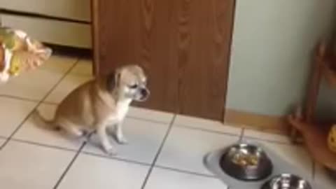 Dog takes moment of silence to pray before meal