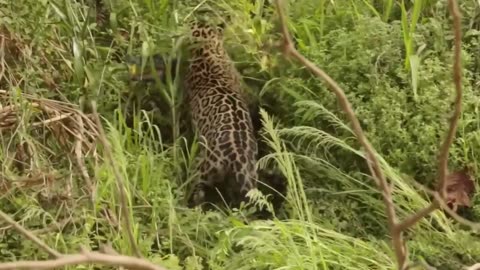 Jaguar, a very powerful hunter