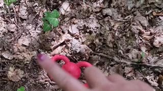 Trash can be found in the forest #shorts #shortvideo