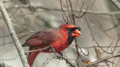 It turns out that the North American cardinal looks like this