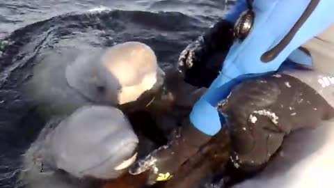 beluga whales singing - one that can't sing beautiful humour from nature