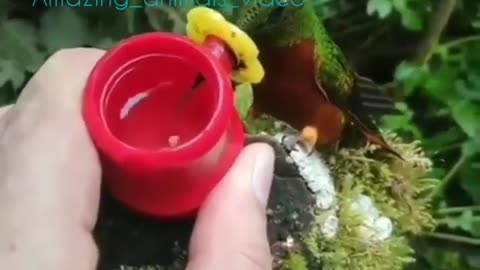 Bird Drinking Water With Long Beak #shorts #viral #shortsvideo#video