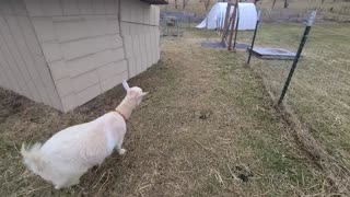 Stuck in the goat milking parlor!