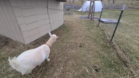 Stuck in the goat milking parlor!