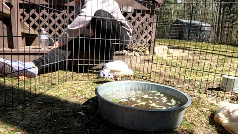Aubree quacks herself up and more outside duck baths