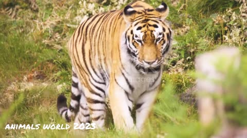 Tigers roaming inside the forest is a very beautiful moment video