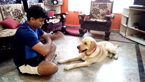 Labrador dog training, Tricks, Tarikere, Chikamaglore