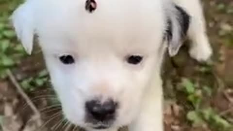 Cute dog