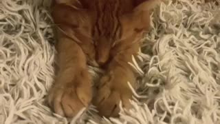 She does sleep at night- Funny Cats - Jealous 🐈 Cats